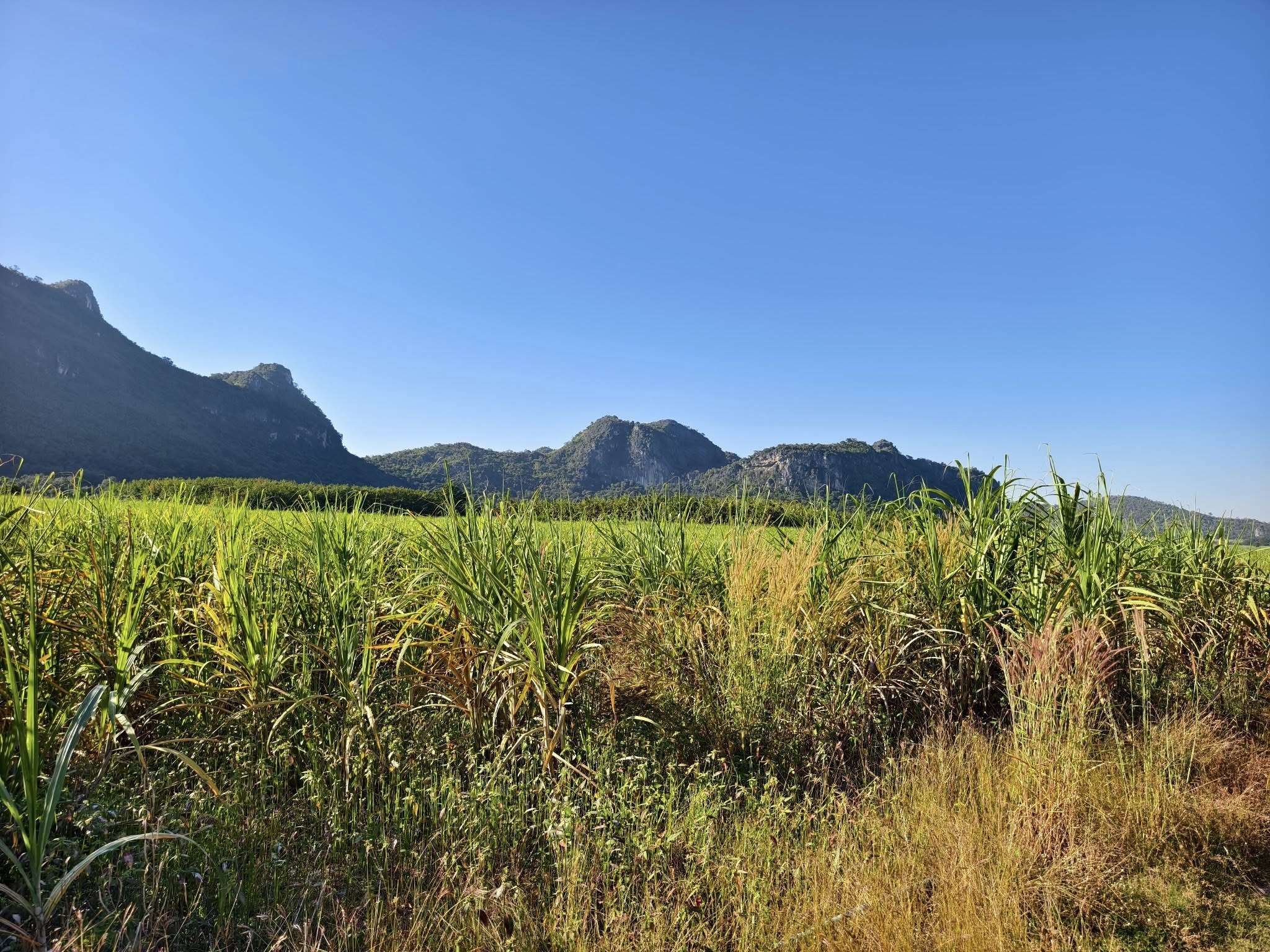 เครดิตรูปภาพ : เที่ยววิถีสีชมพู